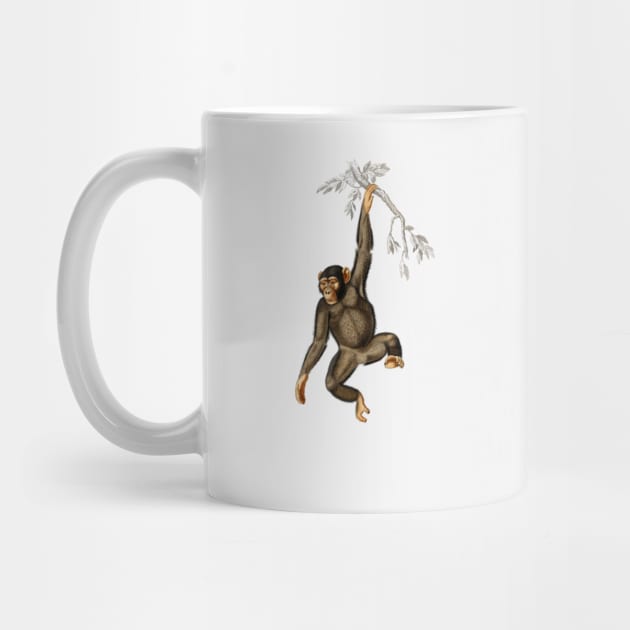 Chimpangze (Troglodyte Chimpanze) illustrated by Storing